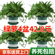 雙盟綠蘿盆栽除甲醛花卉綠植辦公室新房?jī)艋諝?80托盤4盆裝源頭直發(fā)