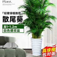 中夢散尾葵植物盆栽客廳大型綠植室內(nèi)辦公室鳳尾竹盆景天堂鳥花卉 散尾葵高1-1.2米+螺紋盆
