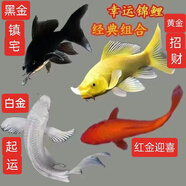 中國(guó)紅冷水淡水觀賞魚錦鯉魚活魚金魚小型好養(yǎng)紅鯉魚純種小錦鯉 6-8cm長(zhǎng)黑白黃紅各一條