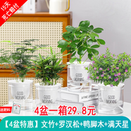 綠有意綠植盆栽多肉花卉盆栽植物室內(nèi)桌面水培綠植辦公室客廳植物懶人 文竹+羅漢松+鴨腳木+滿天星