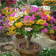 蘇躍 【買2送1】三角梅樹苗盆栽室內(nèi)陽臺爬藤植物勒杜鵑花苗重瓣大苗庭院花卉盆景 精品多色A款 三年苗買兩顆送一顆