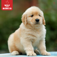 京狼圖騰雙血統級 金毛幼犬 活體寵物狗狗活體賽級純種金毛犬 中型犬 血統級 4