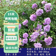 花友藤本月季花苗月季花樹苗盆栽特大花苗庭院爬藤植物陽臺薔薇爬墻 陰雨【爬藤】大苗 1-1.3米高度多分叉