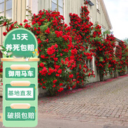 花友藤本月季花苗月季花樹苗盆栽特大花苗庭院爬藤植物陽臺(tái)薔薇爬墻 御用馬車【爬藤】大苗 1-1.3米高度多分叉