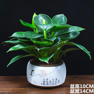 金鉆盆栽綠公主盆栽植物辦公室內客廳四季常青桌面綠植 綠公主+梅雀送喜 帶盆栽好