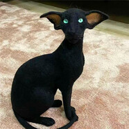 春燕美寵東方短毛貓幼貓純種飛機耳雙血統寵物貓東短貓活體幼崽溫順不掉毛 寵物級 黑