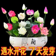 【7天發(fā)芽】碗蓮種四季開(kāi)花水培水養(yǎng)綠植睡蓮荷花無(wú)土盆栽花卉 *成活率100%【10大?；焐_(kāi)口】