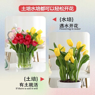 易囍藝 郁金香種球水培盆栽花卉土培室內(nèi)花綠植盆栽水養(yǎng)植物花卉進(jìn)口大 郁金香種球1顆（顏色隨機(jī)）