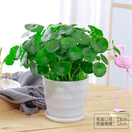 意軒銅錢(qián)草水培盆栽室內(nèi)室外花卉金錢(qián)草綠植吸綠植花草植物 銅錢(qián)草1盆+螺紋塑料盆