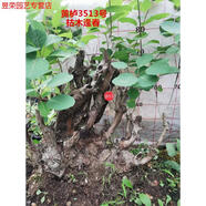 黃櫨盆景老樁古怪樁熟樁北京香山紅葉樹(shù)樁冬季耐寒實(shí)物不含盆 寶藍色