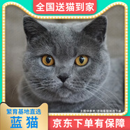 【純種】金銀漸層長(zhǎng)藍(lán)金藍(lán)白英國(guó)短毛貓美短加白貓活體幼崽小貓咪 寵物級(jí) 【藍(lán)貓】聯(lián)系客服選寵