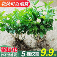 老桩茉莉花苗盆栽室内花卉观花植物四季好养开花不断绿植虎头茉莉双色茉莉花盆栽 福利款 3年苗5颗