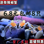 澤馭名寵迷你蟹辣椒蟹寵物魚(yú)缸觀(guān)賞蟹淡水活體草缸可深水養殖小螃蟹除藻蟹 白爪8只+紅爪8只 包活14只