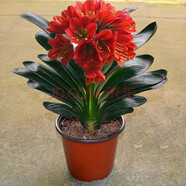 御春閣帶盆帶土6年大苗綠植盆栽 室內(nèi)花卉 君子蘭花 苗花卉盆景盆栽綠植 火焰紅君子蘭8-10片帶盆帶土