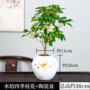 水培桂花小盆栽植物樹苗四季開花室內(nèi)室外陽臺好養(yǎng)濃香型花卉月桂 四季桂+白色印花盆