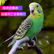 豪蚨虎皮鸚鵡說(shuō)話小鳥(niǎo)活物觀賞鳥(niǎo)寵物牡丹小太陽(yáng)親人玄風(fēng)鸚鵡豪蚨 綠虎皮1只（公母?jìng)渥ⅲ?
                                         title=