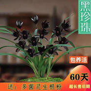 蘭花苗花期帶花苞四季開(kāi)花盆栽花卉濃香型室內蘭草好養活耐寒 黑珍珠 5苗(當年開(kāi)花)送肥料