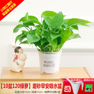 綠有意綠蘿盆栽除甲醛室內(nèi)好養(yǎng)花卉植物綠蘿批發(fā)辦公室新房裝修凈化空氣 120#白色早安儲水10盆+壺+10肥 帶盆帶土發(fā)貨