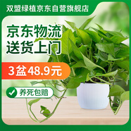 雙盟綠蘿盆栽除甲醛花卉綠植辦公室新房?jī)艋諝?80羅馬白3盆源頭直發(fā)