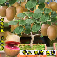獼猴桃苗正宗紅心獼猴桃當年結果陽(yáng)臺庭院南北方種植果樹(shù)苗大全 紅肉紅心 當年小弱苗