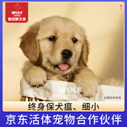 京狼圖騰雙血統級 金毛幼犬 活體寵物狗狗活體賽級純種金毛犬 中型犬 血統級 1