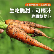 密農人家新鮮現拔胡蘿卜 帶泥農家蘿卜 生吃脆甜 可以榨汁蘿卜個(gè)頭小500g