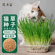 花沃里貓草種子50g*2包小麥草籽 花種子水培盆栽土太陽花卉種子陽臺庭院