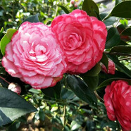 盆栽茶花苗 四季茶花盆栽帶花苞濃香型庭院室內好養花卉植物 當年開(kāi)花耐寒花卉 錦上添花 5年苗花苞多多