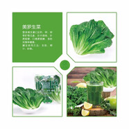 首誠高端蔬菜免洗采摘即食輕食沙拉西餐火鍋鮮活首誠植物工廠采摘直發(fā) 美羅（10袋）