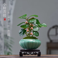 詩甲 小盼菩提綠植盆栽小盆景辦公室內(nèi)客廳陽臺禪意花卉節(jié)日高檔送禮 菩提+青釉盆+圓底座