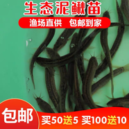 泥鰍苗鮮活喂養(yǎng)寵物釣魚龍魚活餌烏龜飼料泥鰍養(yǎng)殖淡水觀賞魚垂釣 1-3cm 20條送10條路損