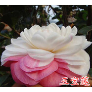 盆栽茶花苗 四季茶花盆栽帶花苞濃香型庭院室內好養花卉植物 當年開(kāi)花耐寒花卉 伍寶蓮 15年【庭院栽種】