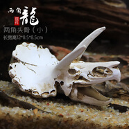 異景園仿真恐龍骷顱頭骨躲避屋樹脂假山水草造景頭骨魚缸水族箱裝飾假山石造景套餐魚缸擺件 PC008兩角龍頭骨(小)