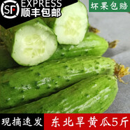 【順豐發(fā)貨】東北旱黃瓜農(nóng)家自種新鮮現(xiàn)摘小青瓜蔬菜孕婦脆水果 5斤【順豐快遞】