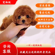果粒之星純種灰泰迪泰迪幼犬小型犬貴賓犬寵物狗活體小狗 寵物級(jí) 紅棕色