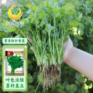 鳳鳴雅世四季室內陽(yáng)臺種菜農家蔬菜種孑基地種植常青鐵桿香菜種子100克