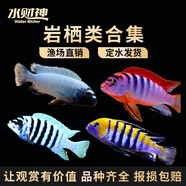 水財神特藍斑馬魚 骷髏斑馬魚 阿芙拉 宏基 巖棲 馬鯛 三湖慈鯛 活體 超級紅雞3-4cm/1條裝 魚