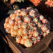 多肉植物巨型大株大型老樁多頭群生稀有品種組合盆栽綠植好養肉肉 精養5年大冰莓30頭以上20cm冠幅 不含盆