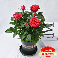 帶花苞玫瑰花盆栽 鉆石玫瑰四季開花觀花綠植室內(nèi)陽臺庭院帶盆栽好四季開花 紅色玫瑰 【4棵帶盆栽好】