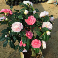 盆栽茶花苗 山茶花苗綠植花卉盆栽四季好養(yǎng)茶花樹(shù)苗盆栽耐寒花卉觀花植物室內(nèi)花卉綠植開(kāi)花不斷 不含盆 多色喬伊  3年苗