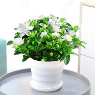 鶯歌燕舞梔子花盆栽花卉帶花苞綠植室內(nèi)陽(yáng)臺(tái)桅子花好養(yǎng)四季開花植物桌盆栽 大號(hào)螺紋盆帶花苞【160#梔子花】 含盆