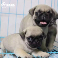 帅帅名宠 北京犬舍  纯种 巴哥犬纯种幼犬哈巴狗活 短毛小奶狗 血统级一