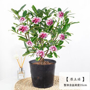 金邊瑞香盆栽耐寒盆景綠植花卉瑞香花苗冬季開(kāi)花超長(zhǎng)花期帶花苞室內(nèi)盆栽花卉 4年金邊瑞香 當(dāng)年開(kāi)花 【原盆原土】