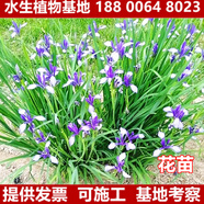 花幽谷馬蘭花苗蝴蝶蘭藍(lán)花鳶尾苗庭院綠化盆栽陽臺綠化美觀耐寒草本花卉 馬蘭花10株 20cm(含)-25cm(不含)