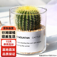 行湘仙人球多肉植物盆栽辦公室室內(nèi)小擺件 金冠+圓柱玻璃瓶 源頭直發(fā)