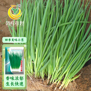 鳳鳴雅世四季小蔥種子種籽陽臺庭院室內(nèi)盆栽蔬菜籽四季美味小蔥種子20克