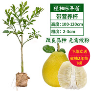 柚子樹苗特大廣西容縣沙田柚子樹苗泰國紅寶石青柚暹羅紅心柚子苗 桂柚【五年?duì)I養(yǎng)杯苗】沙田柚改良 50cm(含)-60cm(不含)