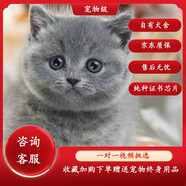 蒂瑞科純種藍(lán)貓純種藍(lán)貓小貓咪活體英國短毛貓寵物活體貴族藍(lán)貓寵物貓 寵物級