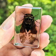 真實昆蟲標本樹脂真蟲擺件教學玩具動物琥珀蝴蝶蝎子蜘蛛蜈蚣甲蟲 金蟬 4.5X3cm