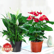 蝴蝶之舞紅掌一帆風順盆栽植物室內(nèi)花卉好養(yǎng)土培大盆水養(yǎng)四季常青綠植 紅掌和白掌【原盆】2盆 含盆